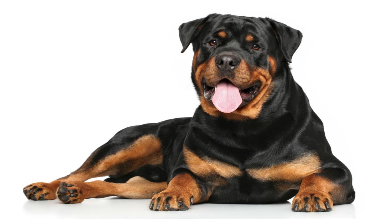 Rottweiler: Up to $9,000 (£6.8k)